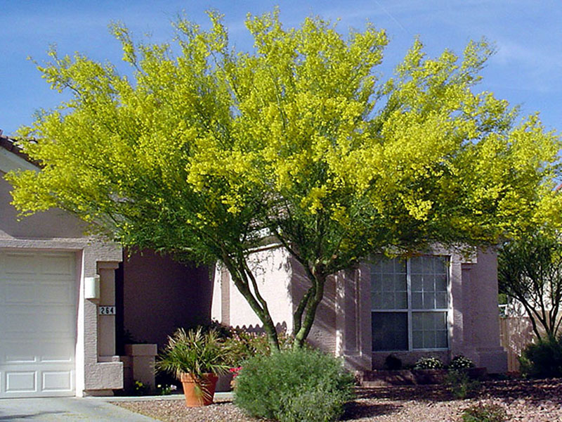 Find plants Blue Palo Verde